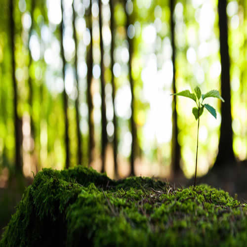 imagem natureza